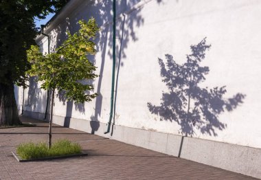 Kaldırımda duran küçük bir ağaç, sabah ışığı yaprakların arasından süzülürken beyaz bir duvara karmaşık gölgeler bırakıyor. Çimenler ağacın tabanında yetişir..