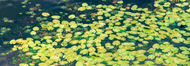 Yeşil su nilüferleri ve diğer su bitkileri sakin bir göletin yüzeyinde desenli bir desen oluştururlar.