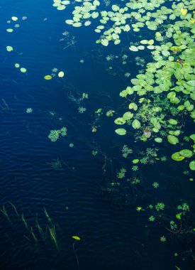 Su zambakları ve diğer su bitkilerinin koyu mavi su yüzeyinde yüzdüğü yaratıcı doğal desen.