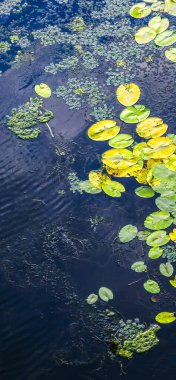 Yeşil ve sarı nilüferler, koyu mavi su yüzeyinde su yosunlarıyla yüzerek çok güzel doğal bir desen oluştururlar.