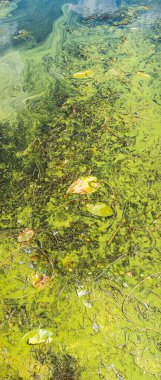 Kirlenmiş bir su kütlesinin yüzeyini kaplayan yeşil yosun ve ördek yosunu soyut desenler yaratarak çevresel hasarı gösterir.