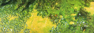 Ördek otu ve diğer su canlıları yazın kirli bir su yüzeyinde soyut desenler oluşturuyorlar.