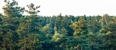 Geniş bir alanı kaplayan yemyeşil çam ağaçları, parlak, güneşli bir gökyüzünün altında sakin ve pitoresk bir orman manzarası oluşturuyor.