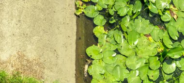 Yeşil nilüferler koyu sularda yüzer beton kaldırımın yanında renkli doğal bir zemin oluşturur.