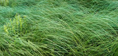 Yeşil çimen yaprakları doğal bir arka plan oluşturuyor, doğa ve çevreyle ilgili projeler için mükemmel.