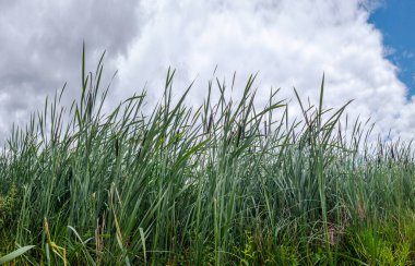 Sulak bir arazide serpilen yeşil kuyrukkakanlar bulutlu bir yaz gökyüzünün altına ulaşarak huzurlu ve sakin bir manzara yaratıyorlar.