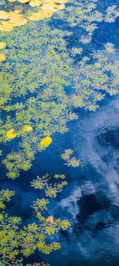 Sarı su zambağı yaprakları ve koyu mavi gölet suyunda yüzen yeşil ördek yosunu güzel bir doğal zemin oluşturur.