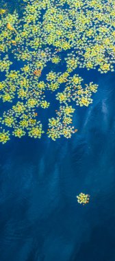 Koyu mavi su yüzeyinde yüzen yeşil ve sarı yapraklı bir grup zambak doğal ve sanatsal bir zemin oluşturuyor.