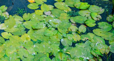 Yeşil su nilüferleri, karanlık ve sakin bir göletin yüzeyinde doğal dokulu bir zemin oluşturarak, sakin atmosferi güçlendirir.