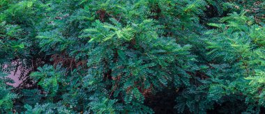 Derin deniz mavisi ve zümrüt yeşili yapraklar dokulu bir duvar halısı oluşturur, doğanın sanatını gözler önüne serer ve sükunet ve ahengi davet eden dingin, ferahlatıcı bir zemin oluşturur.