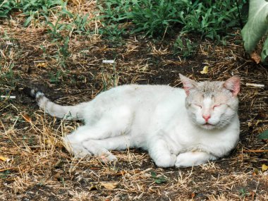Gri kulaklı ve benekli beyaz kedi kuru çimenlerin üzerinde dinleniyor, gözleri kapalı ve doğanın sükunetinde ıslanıyor, ılık yaz güneşinin altında huzurlu bir anın tadını çıkarıyor.