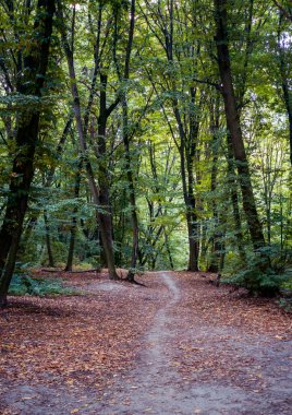 Düşen yapraklar, sakin bir orman yolu boyunca zemini örtüyor yemyeşil ve yeşil yeşil ağaçların arasında sallanarak canlı güzelliklerle dolu huzurlu bir sonbahar manzarası yaratıyor.