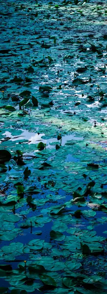 Yeşil su nilüferleri yoğun bir şekilde bir göletin yüzeyini kaplar. Canlı renkleri, yukarıdaki gökyüzünü yansıtan suyun derin maviliğiyle çelişir.