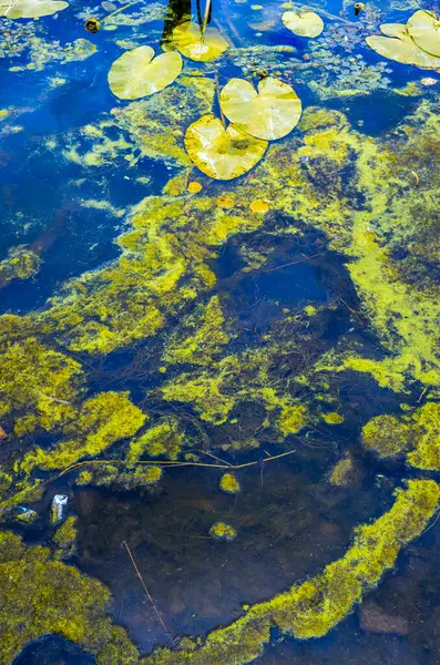 Göletteki kirli su, yüzeyinde nilüfer yaprakları yüzen bol miktarda yosun gösteriyor. Yaz kirliliğinin su ekosistemleri üzerindeki etkilerini vurguluyor..