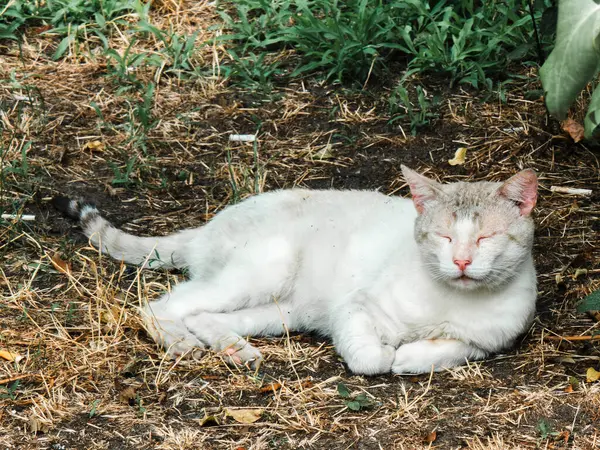 Gri kulaklı ve benekli beyaz kedi kuru çimenlerin üzerinde dinleniyor, gözleri kapalı ve doğanın sükunetinde ıslanıyor, ılık yaz güneşinin altında huzurlu bir anın tadını çıkarıyor.