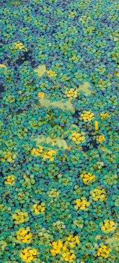 Küçük sarı çiçekler ve yemyeşil yapraklar, sakin bir gölette zarifçe yüzerler. Canlı, doğal bir zemin oluştururlar. Huzur ve güzellikle doğa temalı projeleri geliştirmek için idealdir.