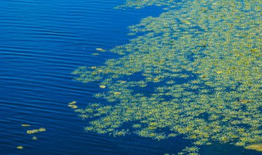 Yeşil su bitkileri ve ördek yosunu, dalgalı mavi su yüzeyinde güzel bir doğal zemin oluşturarak, dingin ve canlı bir manzara sağlıyor.
