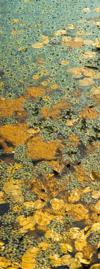 Ördek yosunu da dahil olmak üzere yeşil ve sarı su bitkileri yoğun bir şekilde bir göletin yüzeyine yerleşerek çeşitli doku ve renklere sahip canlı bir doğal arkaplan oluştururlar.