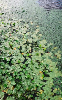 Yeşil su nilüferleri ve ördek otları bir göletin yüzeyini kaplayarak, yeşilin çeşitli tonlarıyla güzel bir doğal zemin oluşturuyorlar.