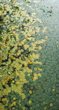 Yeşil ve sarı su nilüferleri, kısmen yemyeşil ördek yosunlarıyla kaplı bir gölet yüzeyinde zarifçe süzülüyor, çarpıcı doğal bir zemin oluşturuyor, canlı renkler ve dokularla dolu.