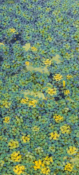 Küçük sarı çiçekler ve yemyeşil yapraklar, sakin bir gölette zarifçe yüzerler. Canlı, doğal bir zemin oluştururlar. Huzur ve güzellikle doğa temalı projeleri geliştirmek için idealdir.