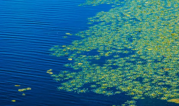 Yeşil su bitkileri ve ördek yosunu, dalgalı mavi su yüzeyinde güzel bir doğal zemin oluşturarak, dingin ve canlı bir manzara sağlıyor.