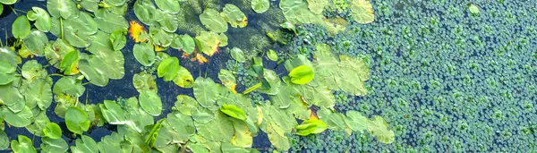 Yeşil su nilüferleri ve su üzerinde yüzen ördek yosunları çok güzel doğal bir zemin oluşturarak su bitkilerinin çeşitliliğini gözler önüne seriyor.