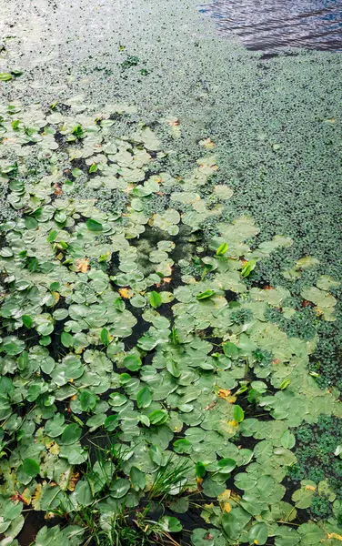 Yeşil su nilüferleri ve ördek otları bir göletin yüzeyini kaplayarak, yeşilin çeşitli tonlarıyla güzel bir doğal zemin oluşturuyorlar.