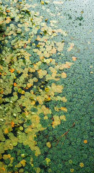 Yeşil ve sarı su nilüferleri, kısmen yemyeşil ördek yosunlarıyla kaplı bir gölet yüzeyinde zarifçe süzülüyor, çarpıcı doğal bir zemin oluşturuyor, canlı renkler ve dokularla dolu.