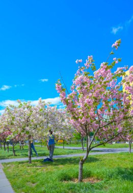 Kyiv, Ukrayna - Çiçek açan pembe ve beyaz sakura ağaçları güneşli bir bahar gününde bir parkı doldurarak, doğanın güzelliğinin tam çiçeklendiği canlı ve renkli bir manzara yaratıyor.