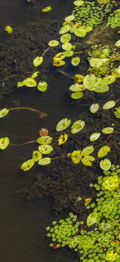 Yeşil ve sarı zambak pedleri ve parlak yeşil ördek yosunu koyu bir göletin yüzeyinde renkli doğal bir desen oluşturarak renklerin ve dokuların güzel bir kontrastını sağlar.