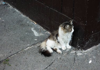 Koyu kahverengi bir duvarın yanında gri asfalt üzerinde oturan beyaz, gri ve kahverengi kürklü tüylü kedi ilginç bir şekilde sağa bakarken kentsel çevrenin tadını çıkarıyor.