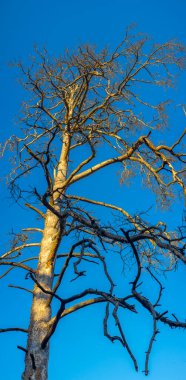 Ilık güneş ışığı, parlak mavi gökyüzüne karşı yapraksız bir ağacı aydınlatır, katıksız bir kontrastlık yaratır ve karmaşık dallar ağını aydınlatır.