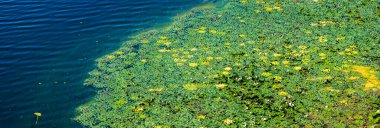Yeşil su zambakları ve bir göletin yüzeyini kaplayan su bitkileri koyu mavi dalgalı suya karşı yeşil ve sarı zıt tonlarda canlı bir doğal desen oluştururlar.