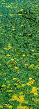 Yeşil su nilüferleri ve canlı sarı çiçekler sakin bir su yüzeyinde nefes kesici doğal desenler oluşturarak su güzelliğinin huzurlu ve resimli bir görüntüsünü sunuyor.