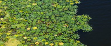 Su marulu ve nilüfer yaprağı gibi yeşil su bitkileri, sakin bir göletin yüzeyinde, sakin ve manzaralı bir manzara sağlayan güzel bir doğal desen oluşturuyorlar.