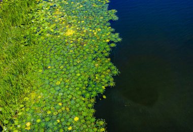Yeşil nilüferler ve diğer su bitkileri sakin bir gölün yüzeyinde güzel bir doğal şablon oluşturuyorlar, sakin ve manzaralı bir manzara sağlıyorlar.