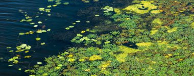 Yoğun büyüyen yeşil ve sarı su bitkileri gölün yüzeyini kaplıyor, yüzen su nilüferlerinin yanında karmaşık desenler oluşturuyor ve sahnenin sakin güzelliğini arttırıyor.