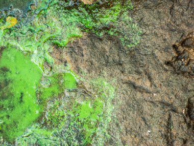 Islak kaya yüzeyinde oluşan yeşil yosunlar soyut doğal desenler oluşturuyor. Potansiyel çevresel sorunları ya da durgun su varlığını gösteriyor.