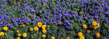 Güzel sarı kadife çiçekleri ve mavi diş ipi çiçekleri birlikte büyüyerek çarpıcı bir kontrastlık ve canlı bir çiçek sergisi yaratıyor. Arka plan ve doğa temalı projeler için mükemmel.