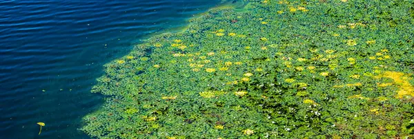 Yeşil su zambakları ve bir göletin yüzeyini kaplayan su bitkileri koyu mavi dalgalı suya karşı yeşil ve sarı zıt tonlarda canlı bir doğal desen oluştururlar.
