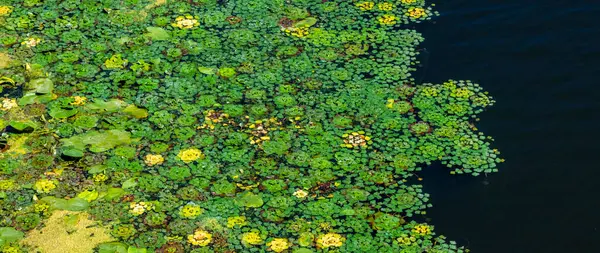 Su marulu ve nilüfer yaprağı gibi yeşil su bitkileri, sakin bir göletin yüzeyinde, sakin ve manzaralı bir manzara sağlayan güzel bir doğal desen oluşturuyorlar.