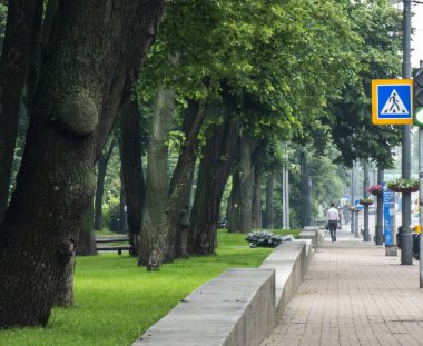 Kyiv, Ukrayna - 20 Temmuz 2025: yemyeşil ağaçlar, Ukrayna 'nın sakin bir sabahında bir adamın günlük hayata şöyle bir göz attığı kaldırım üzerinde bir tepe örtüsü oluşturur