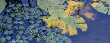 Yeşil su kestaneleri ve canlı sarı ve yeşil nilüferler, huzurlu bir doğal ortamda huzurlu ve huzurlu bir atmosfer yaratarak, karanlık bir gölet yüzeyinde zarifçe yüzerler.