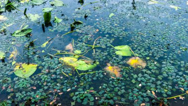 Su marulu ve diğer su bitkileri yoğun bir şekilde bir nehrin yüzeyinde büyümekte, canlı yeşil bir halı yaratmakta ve su ekosistemine doğal bir güzellik katmaktadır.