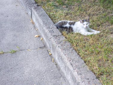 Beyaz ve kahverengi sokak kedisi kaldırımın kenarındaki çimlere uzanıyor, yaz güneşinin tadını çıkarıyor ve huzurlu bir şehir ortamının sıcaklığını ve huzurunu içine çekiyor.