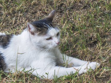 Şirin beyaz ve kahverengi kedi bahçenin yemyeşil çimlerinde uzanır, güneşlenirken huzur ve huzur dolu bir günün tadını çıkarır.