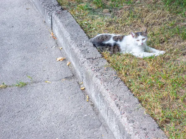 Beyaz ve kahverengi sokak kedisi kaldırımın kenarındaki çimlere uzanıyor, yaz güneşinin tadını çıkarıyor ve huzurlu bir şehir ortamının sıcaklığını ve huzurunu içine çekiyor.