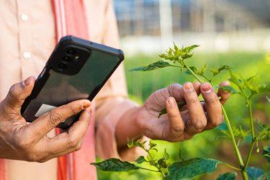 focus on hand, close up shot of farmer hands checking growth of plants from mobile phone at green house - concept of technology, application and modern farming. clipart