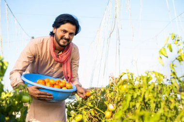 Happy indian farmer plucking tomatoes at horticulture or farmland - concept of village farming lifestyle, small agri business and organic produce.